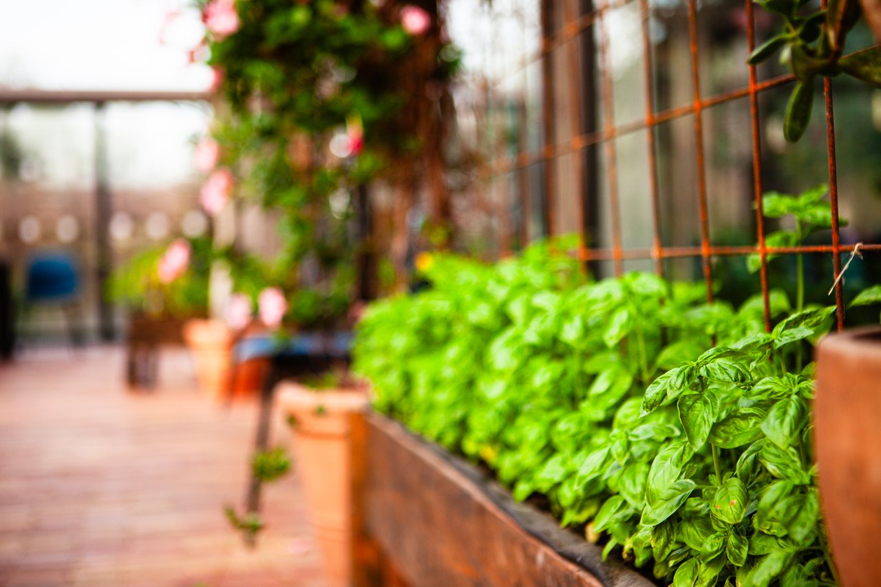 Basil in the growing beds inside the greenhouse