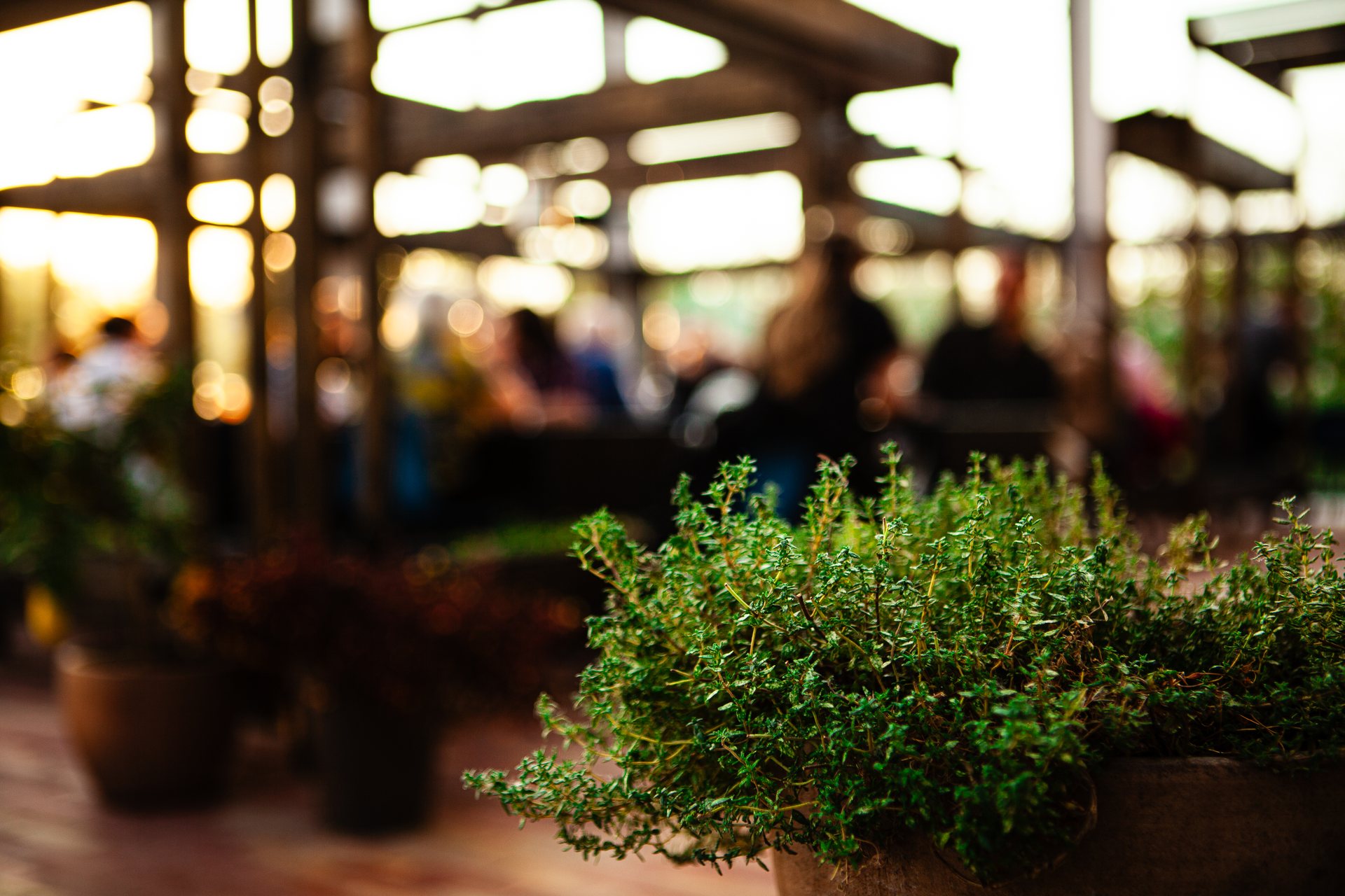 Herbs in the greenhouse in evening light, with guests at the tables in the background
